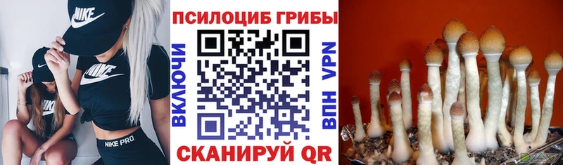 Галлюциногенные грибы Psilocybine cubensis  даркнет сайт  Тутаев 